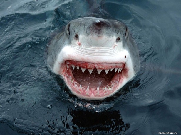 white-shark-face